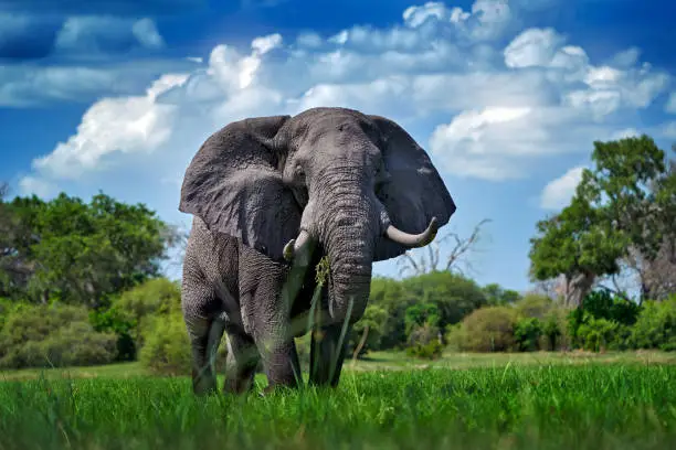 Okavango delta, wild elephant. Wildlife scene from nature, elephant in habitat, Moremi, , Botswana, Africa. Green wet season, blue sky with clouds. African safari.