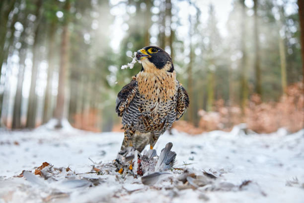 페레그린 팔콘, 눈, 독일과 함께 겨울 동안 캐치와 함께 눈에 앉아 먹이의 새. 팔콘 마녀는 비둘기를 죽였다. 눈 덮인 자연에서 야생 동물 장면. - peregrine falcon 뉴스 사진 이미지