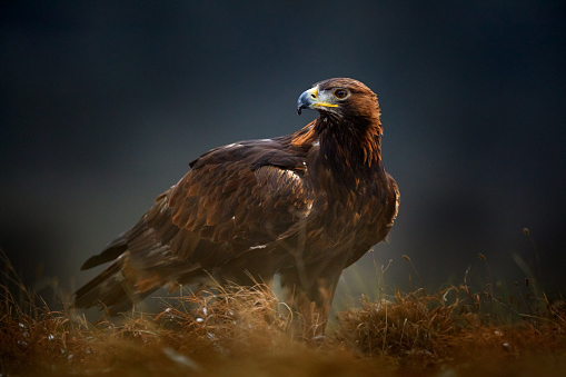 Portrait of Golden Eagle, sitting in the brown grass. Wildlife scene from nature. Summer day in the meadow. Brown big bird of prey hidden in the grass.