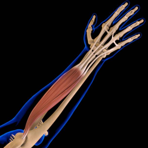 istock Extensor Digitorum Muscle Anatomy For Medical Concept 3D Illustration 1293904429