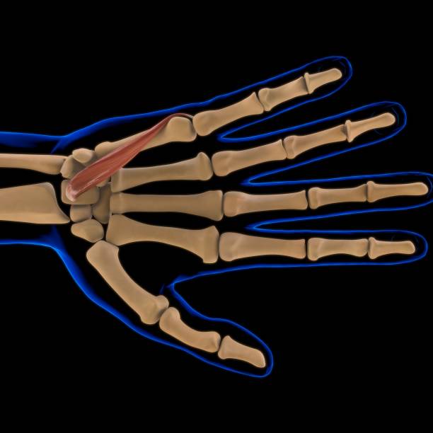 3D Illustration, Muscle is a soft tissue, Muscle cells contain proteins , producing a contraction that changes both the length and the shape of the cell. Muscles function to produce force and motion.