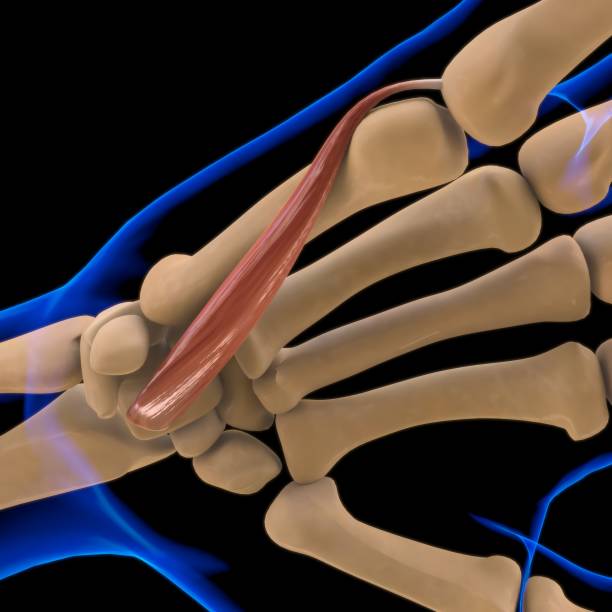 3D Illustration, Muscle is a soft tissue, Muscle cells contain proteins , producing a contraction that changes both the length and the shape of the cell. Muscles function to produce force and motion.