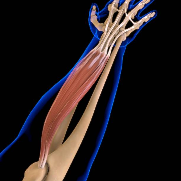 istock Extensor Digitorum Muscle Anatomy For Medical Concept 3D Illustration 1293905076