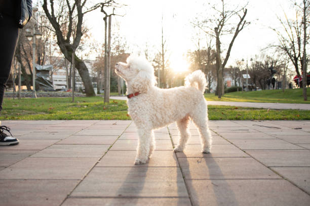 istock Dog and sunny day 1293905095