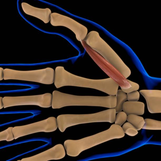 3D Illustration, Muscle is a soft tissue, Muscle cells contain proteins , producing a contraction that changes both the length and the shape of the cell. Muscles function to produce force and motion.