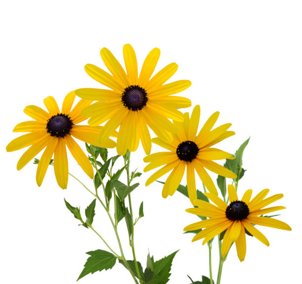 istock blooming branch black eyed susan; flower 1293906093