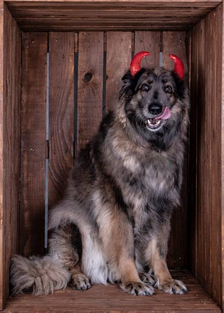 istock Devil Dog Of Halloween. 1293906311