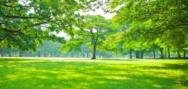 obraz baneru csr - ginkgo tree ginkgo tree japan zdjęcia i obrazy z banku zdjęć