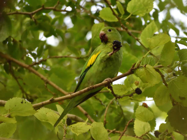 istock Yellow-chevroned parakeet (brotogeris chiriri), feeding on mulberries 1293908342