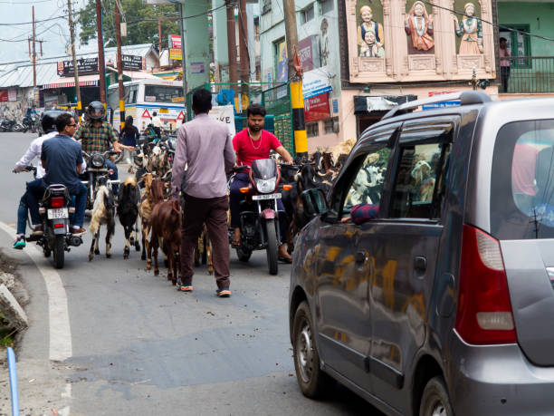 Flock of goats blocking the traffic at Nainital, Uttarakhand, India