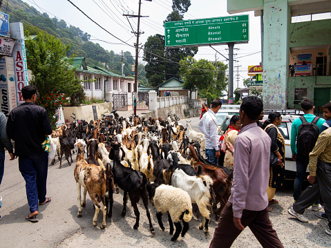 Flock of goats blocking the traffic at Nainital, Uttarakhand, India