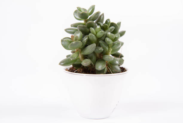 istock Succulent plant on a white background 1293910045
