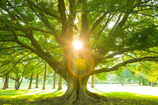obraz banerów celów zrównoważonego rozwoju - ginkgo tree ginkgo tree japan zdjęcia i obrazy z banku zdjęć