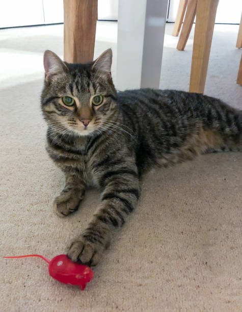 istock Young male tabby cat playing with his red mouse toy 1293913676