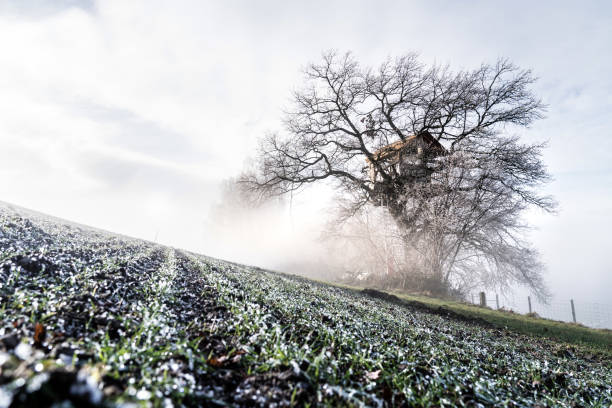 Winter, tree house in the fog.