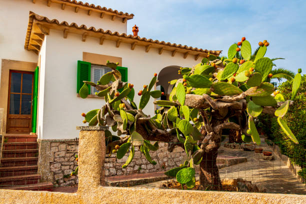 Green cactus and red prickly pears, plants on Mallorca in Spain.