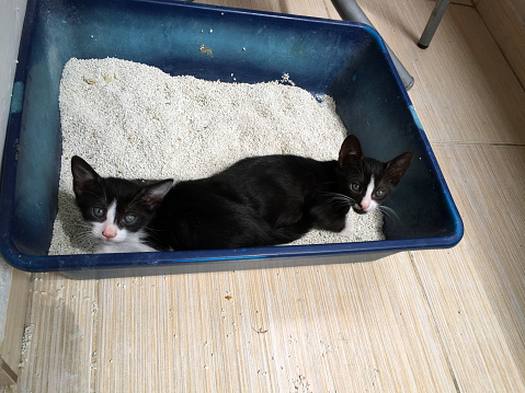Cute kittens playing together in the cat litter box