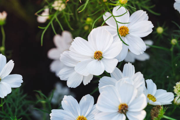istock A close-up of white cosmos 1293917432