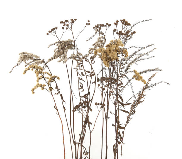 istock Dry field flowers in winter isolated on white background. 1293918198