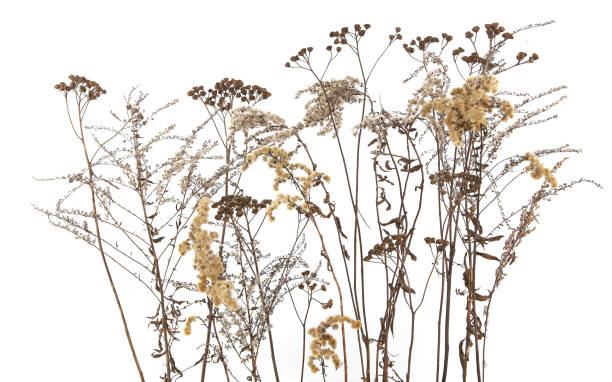 istock Dry field flowers in winter isolated on white background. 1293918206