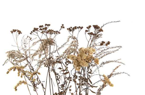 istock Dry field flowers in winter isolated on white background. 1293918213