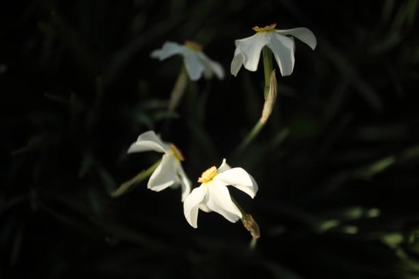 istock White narcissuses blooming in spring garden, green background 1293919238