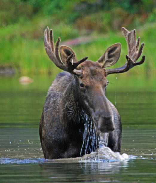 Moose in the Wild There are a variety of photos in the album that picture moose in their natural landscape in parks around the Western US. Photos were taken in Yellowstone National Park, Grand Tetons National Park and Glacier National Park. bull moose stock pictures, royalty-free photos & images