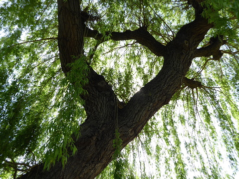 Willow tree from below. Background or foreground image use.