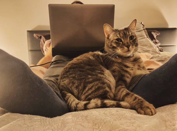 istock Business at home on the bed with the cat 1293921904