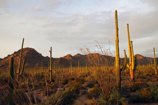 istock Arizona-Sonora Desert - Sahuaros 1293924549