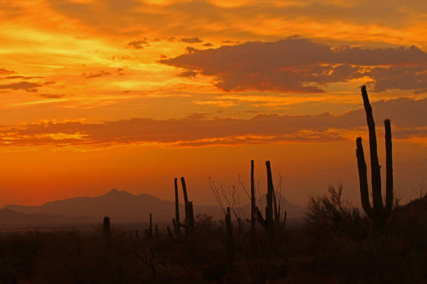 istock Arizona-Sonora Desert - Sahuaros 1293924558