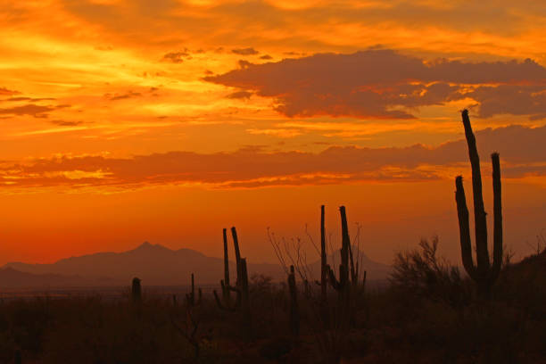 istock Arizona-Sonora Desert - Sahuaros 1293924559