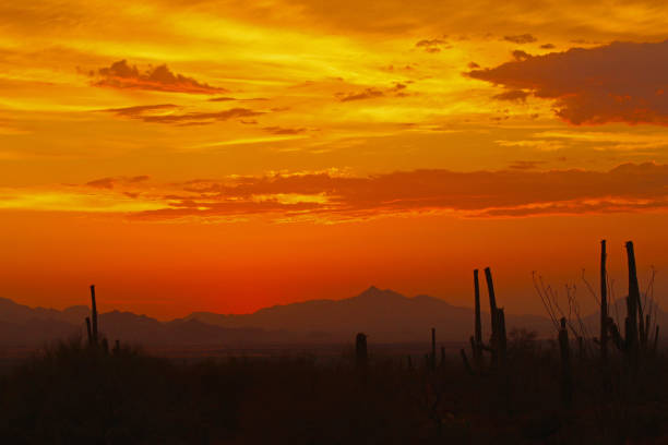 istock Arizona-Sonora Desert - Sahuaros 1293924564