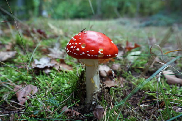 istock Fly agaric. Lovely red mushroom 1293925337