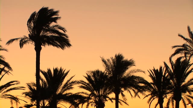 HD: Palm trees