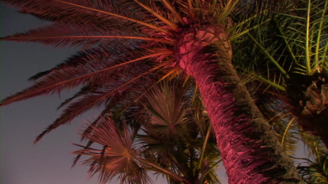 HD: Palm tree in the night