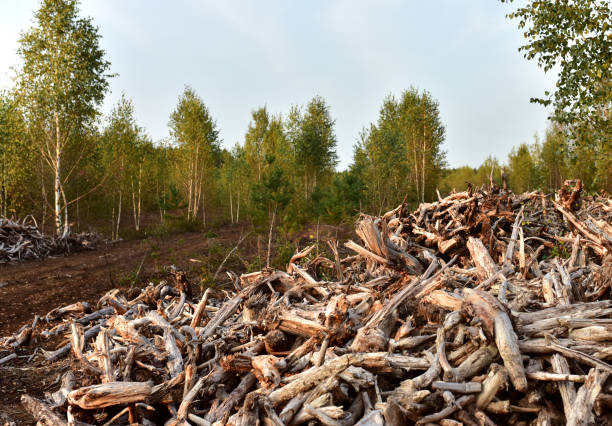 Pile of wood roots. Root from tree from peat bogs. Roots from trees after draining a swamp for peat and oil extraction. Gray wooden background of dead trees. Texture of dry birch and pine branches