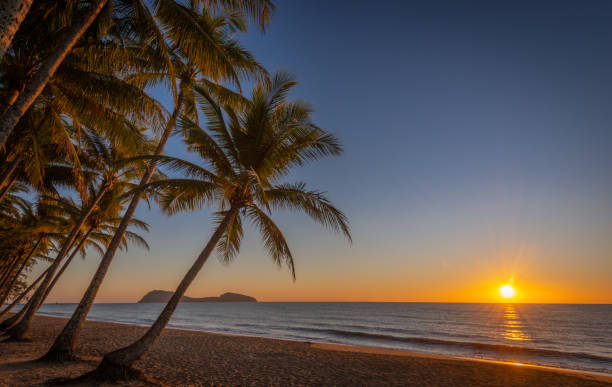 istock Sunrise in Palm Cove 1293927784