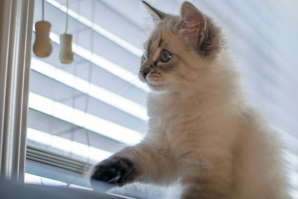 istock Freddy the cat enjoying his new home during holidays 1293928397