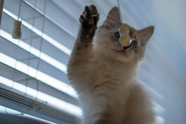 istock Freddy the cat enjoying his new home during holidays 1293928398