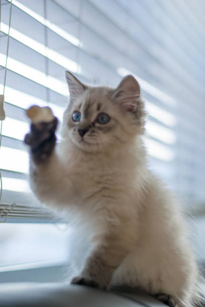 istock Freddy the cat enjoying his new home during holidays 1293928406