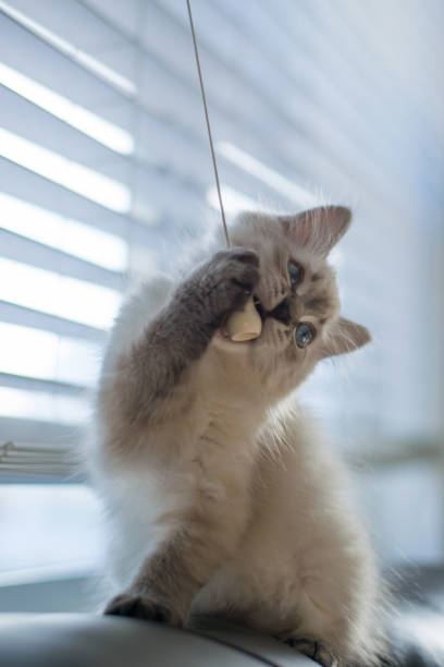 istock Freddy the cat enjoying his new home during holidays 1293928407
