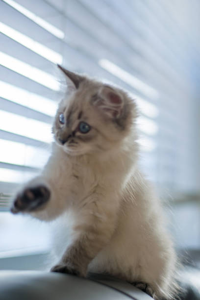 istock Freddy the cat enjoying his new home during holidays 1293928409