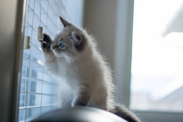 istock Freddy the cat enjoying his new home during holidays 1293928417