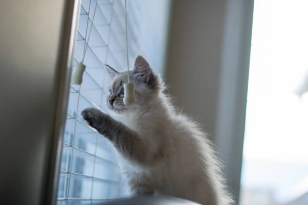 istock Freddy the cat enjoying his new home during holidays 1293928424