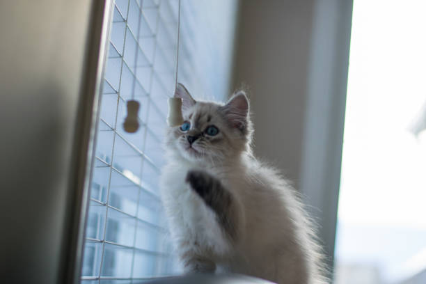 istock Freddy the cat enjoying his new home during holidays 1293928434