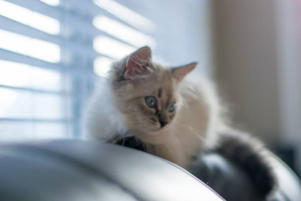 istock Freddy the cat enjoying his new home during holidays 1293928438