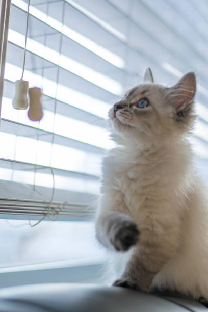 istock Freddy the cat enjoying his new home during holidays 1293928446