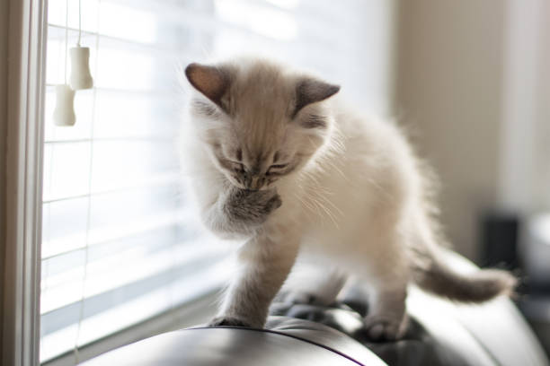 istock Freddy the cat enjoying his new home during holidays 1293928467