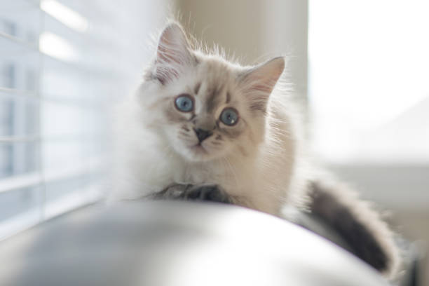 istock Freddy the cat enjoying his new home during holidays 1293928469